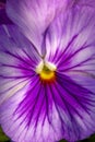 Horn Violet lila bright purple pansy . Matrix Lavender full blossom view . Detail close up .