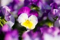 Horn violet, Viola cornuta, macro shot