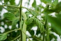 Horn Worm on Vine of Tomato Plant