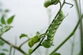 Horn Worm on Vine of Tomato Plant