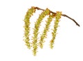 Hornbeam Royalty Free Stock Photo