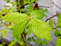 Hornbeam