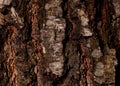 Hornbeam bark wood background. Hornbbeam tree bark texture. Tough rude wooded surface pattern. Macro closeup.Hornbeam bark wood