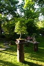 Hornbeam bonsai