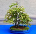 hornbeam bonsai plant in the pot also called carpinus Royalty Free Stock Photo