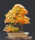 Hornbeam bonsai with snow cap