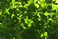 Hornbeam branches with green leaves lit by sunlight.