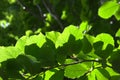 Hornbeam branches with green leaves lit by sunlight.