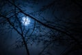 Hornbeam branches with out of focus full moon in background, hamburg, germany