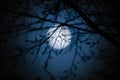 Hornbeam branches with out of focus full moon in background, hamburg, germany