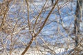 Hornbeam branches in winter