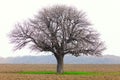 Hornbeam (Carpinus Betulus) Royalty Free Stock Photo