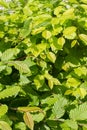 Hornbeam or Carpinus Betulus tree for beautiful nature - still life