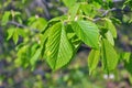 Hornbeam (Carpinus) tree branch with young leaves Royalty Free Stock Photo