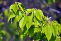 Hornbeam (Carpinus) tree branch with young leaves Royalty Free Stock Photo