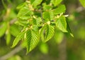 Hornbeam (Carpinus) tree branch with young leaves Royalty Free Stock Photo