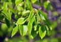 Hornbeam (Carpinus) tree branch with young leaves Royalty Free Stock Photo