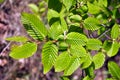 Hornbeam (Carpinus) tree branch with young leaves Royalty Free Stock Photo