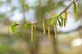 Hornbeam flowers Royalty Free Stock Photo