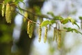 Hornbeam flowers