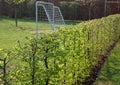 Hornbeam hedge detail against the sun fresh spring leaves white soccer goal in the garden Carpinus betulus Royalty Free Stock Photo