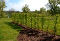 Hornbeam hedge in spring lush leaves let in light trunks and larger branches can be seen natural separation of the garden
