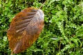 Hornbeam leaf against mossy background