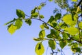 Hornbeam leaf in the sun. Hornbeam tree branch with fresh green leaves. Beautiful green natural background. Spring leaves