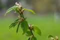 Hornbeam leaf in the sun. Hornbeam tree branch with fresh green leaves. Beautiful green natural background. Spring leaves