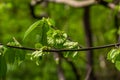 Hornbeam leaf in the sun. Hornbeam tree branch with fresh green leaves. Beautiful green natural background. Spring leaves