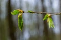 Hornbeam leaf in the sun. Hornbeam tree branch with fresh green leaves. Beautiful green natural background. Spring leaves