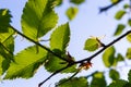 Hornbeam leaf in the sun. Hornbeam tree branch with fresh green leaves. Beautiful green natural background. Spring leaves