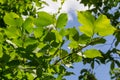 Hornbeam leaf in the sun. Hornbeam tree branch with fresh green leaves. Beautiful green natural background. Spring leaves