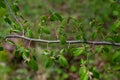 Hornbeam leaf in the sun. Hornbeam tree branch with fresh green leaves. Beautiful green natural background. Spring leaves