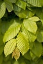 Hornbeam leaves