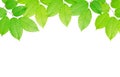 Hornbeam leaves background Royalty Free Stock Photo