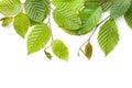 Hornbeam Leaves Isolated Over White Background Royalty Free Stock Photo