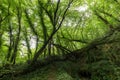 Hornbeam temperate forest