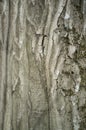 Hornbeam Tree Bark or Rhytidome Texture Detail