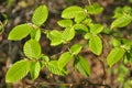 Hornbeam tree branch with young leaves Royalty Free Stock Photo