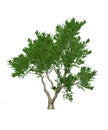 Hornbeam tree common isolated on white background Royalty Free Stock Photo