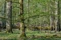 Hornbeam tree deciduous forest in spring