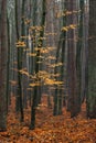 Hornbeam tree in forest.