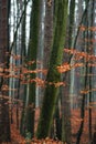 Hornbeam tree in forest.