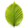 Hornbeam tree isolated on transparent background Royalty Free Stock Photo