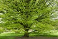 Hornbeam tree at spring Royalty Free Stock Photo