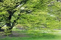 Hornbeam tree at spring