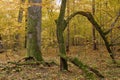 Hornbeam trees and broken spruce lying behind