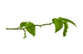 Hornbeam twig