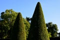 Hornbeams, yews and boxwoods shaped into giant cone shapes with rounded cone-shaped tips. Tall hedges of bosquets evergreen rich c Royalty Free Stock Photo